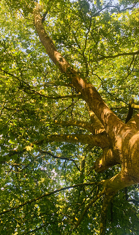 Nature et biodiversité