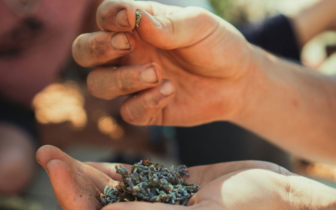 bourse échange de graines
